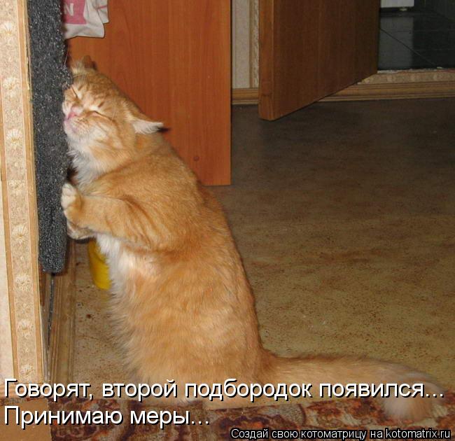 Котоматрица: Говорят, второй подбородок появился... Принимаю меры...