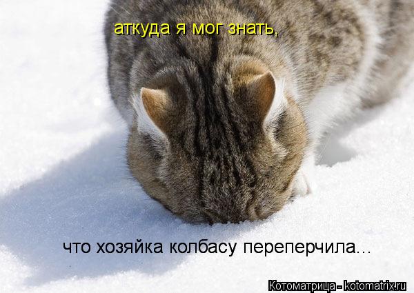 Котоматрица: аткуда я мог знать, что хозяйка колбасу переперчила... что хозяйка колбасу переперчила...