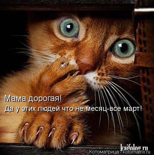 Котоматрица: Мама дорогая! Да у этих людей что не месяц-все март!