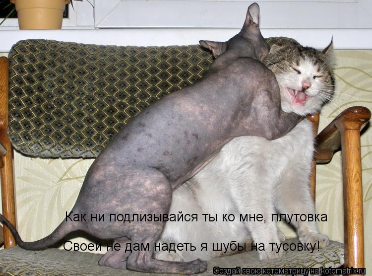 Котоматрица: Как ни подлизывайся ты ко мне, плутовка Своей не дам надеть я шубы на тусовку!