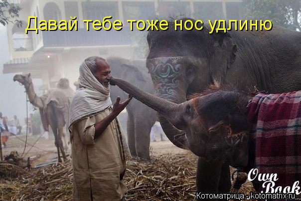 Котоматрица: Давай тебе тоже нос удлиню