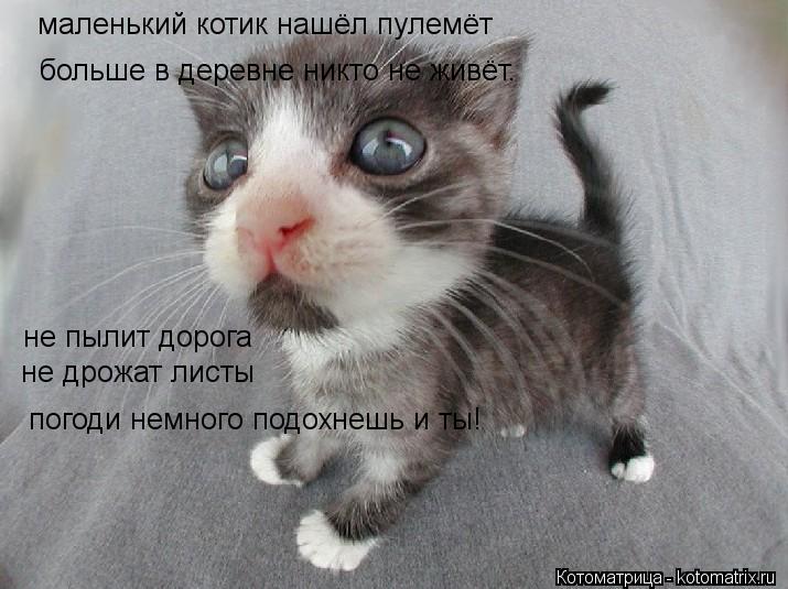 Котоматрица: маленький котик нашёл пулемёт погоди немного подохнешь и ты! не дрожат листы больше в деревне никто не живёт. не пылит дорога