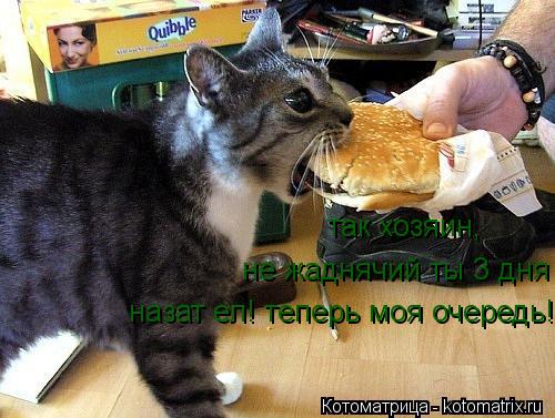 Котоматрица: так хозяин, не жаднячий ты 3 дня назат ел! теперь моя очередь!