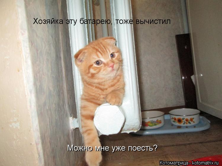 Котоматрица: Хозяйка эту батарею, тоже вычистил Можно мне уже поесть?