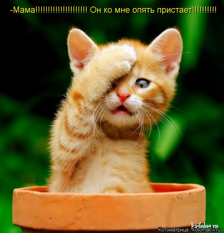 Котоматрица: -Мама!!!!!!!!!!!!!!!!!!!!! Он ко мне опять пристает!!!!!!!!!!