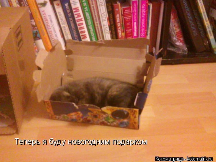 Котоматрица: Теперь я буду новогодним подарком