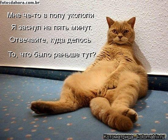 Котоматрица: Мне че-то в попу укололи  Я заснул на пять минут. Отвечайте, куда делось То, что было раньше тут?