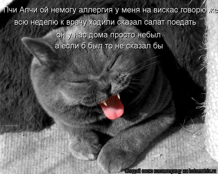Котоматрица: Пчи Апчи ой немогу аллергия у меня на вискас говорю же всю неделю к врачу ходили сказал салат поедать он у нас дома просто небыл а если б был 