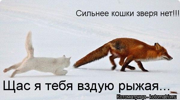 Котоматрица: Сильнее кошки зверя нет!!! Щас я тебя вздую рыжая...