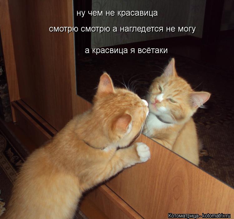 Котоматрица: ну чем не красавица смотрю смотрю а нагледется не могу  а красвица я всётаки