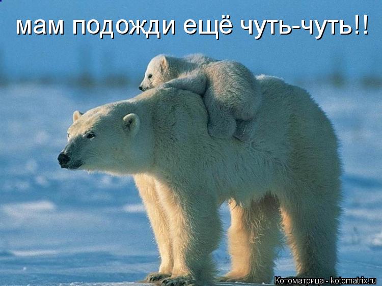 Котоматрица: мам подожди ещё чуть-чуть!! мам подожди ещё чуть-чуть!!