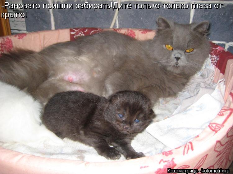 Котоматрица: -Рановато пришли забирать!Дитё только-только глаза от- крыло!