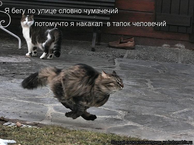 Котоматрица: Я бегу по улице словно чумачечий потомучто я накакал  в тапок человечий