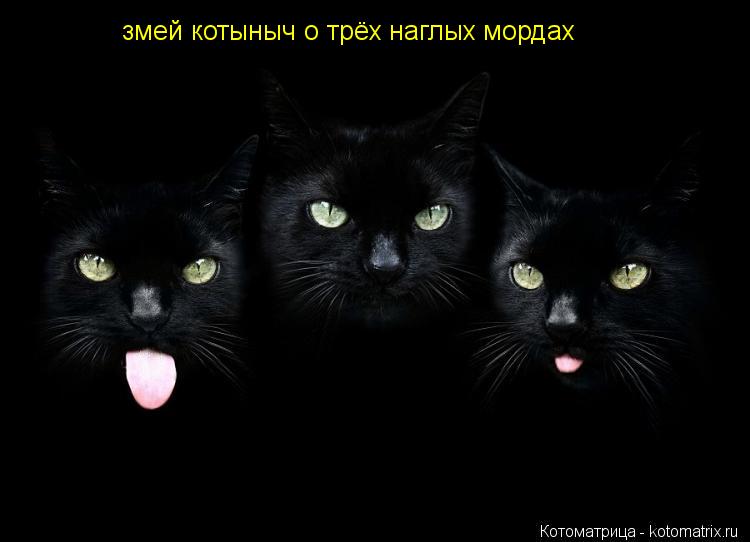 Котоматрица: змей котыныч о трёх наглых мордах