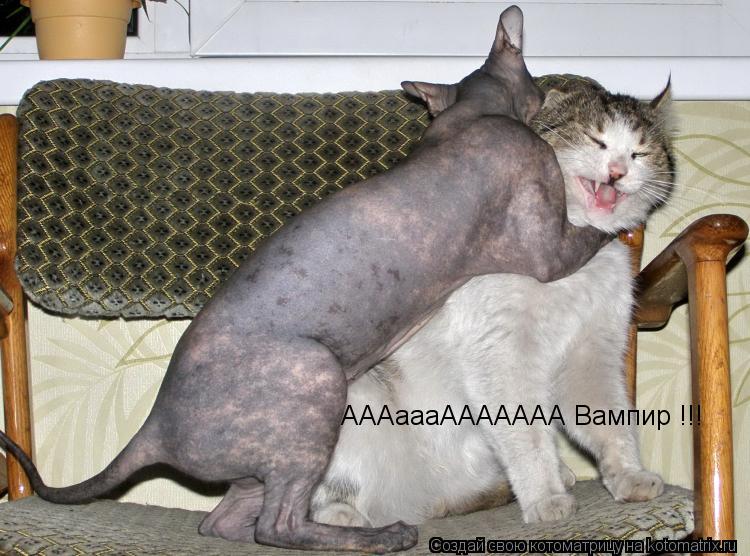 Котоматрица: АААаааААААААА Вампир !!!