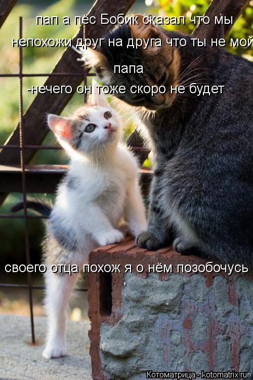Котоматрица: пап а пёс Бобик сказал что мы непохожи друг на друга что ты не мой  папа -нечего он тоже скоро не будет  своего отца похож я о нём позобочусь