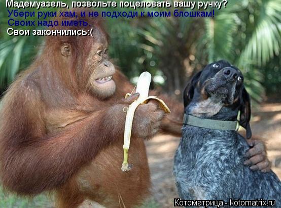 Котоматрица: Мадемуазель, позвольте поцеловать вашу ручку? Убери руки хам, и не подходи к моим блошкам! Своих надо иметь. Свои закончились:(