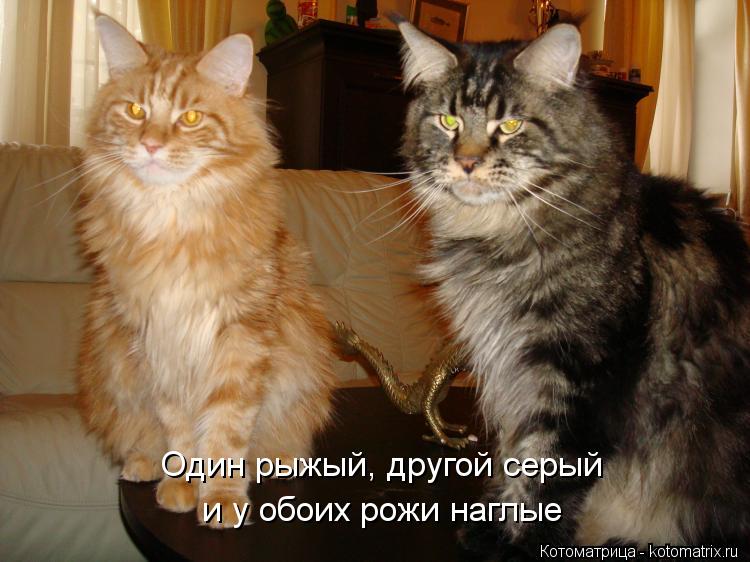 Котоматрица: Один рыжый, другой серый и у обоих рожи наглые