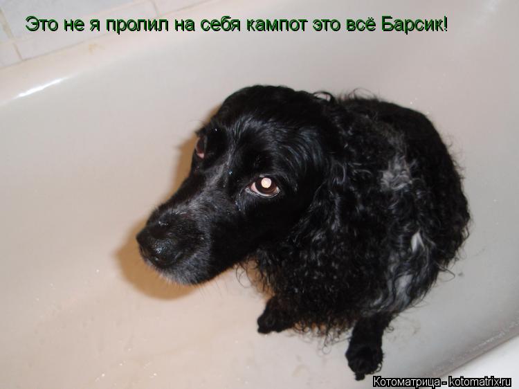 Котоматрица: Это не я пролил на себя кампот это всё Барсик!