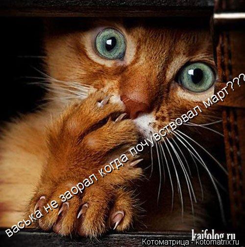 Котоматрица: васька не заорал когда почувствовал март??????????