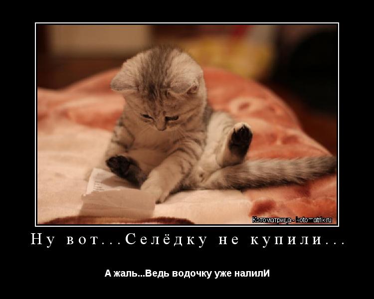 Котоматрица: Ну вот...Селёдку не купили... А жаль...Ведь водочку уже налилИ