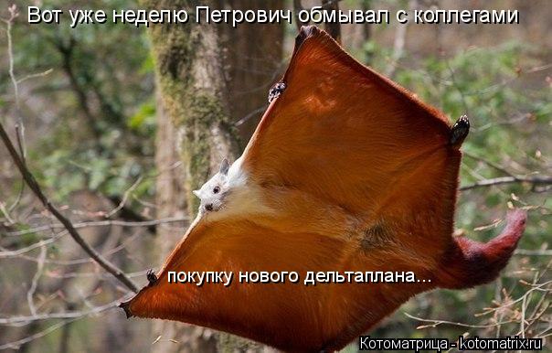 Вот уже неделю Петрович обмывал с коллегами покупку нового дельтаплана...... Котоматрица: Вот уже неделю Петрович обмывал с коллегами покупку нового дельтаплана...