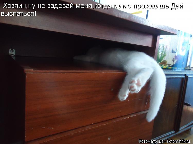 Котоматрица: -Хозяин,ну не задевай меня,когда мимо проходишь!Дай выспаться!