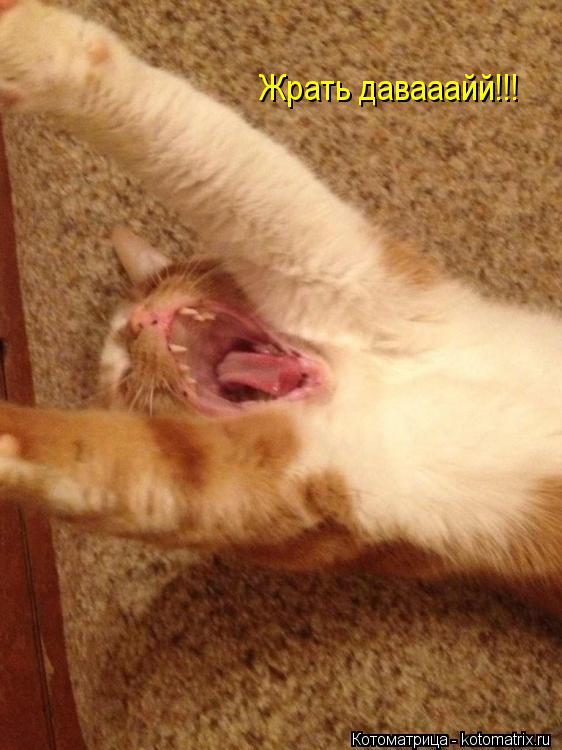 Жрать давааайй!!!... Котоматрица: Жрать давааайй!!!