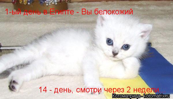 Котоматрица: 1-ый день в Египте - Вы белокожий 14 - день, смотри через 2 недели...