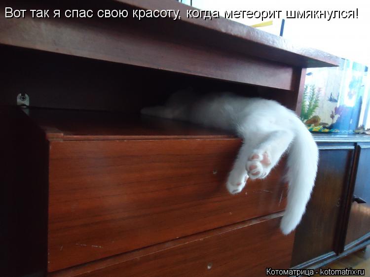 Котоматрица: Вот так я спас свою красоту, когда метеорит шмякнулся!