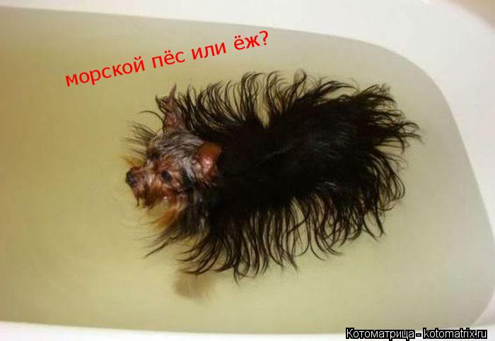 Котоматрица: морской пёс или ёж?