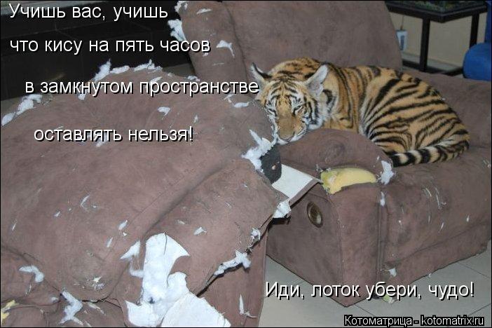 в замкнутом пространстве оставлять нельзя! Учишь вас, учишь что кису на пять часов Иди, лоток убери,... Котоматрица: в замкнутом пространстве оставлять нельзя! Учишь вас, учишь что кису на пять часов Иди, лоток убери, чудо!