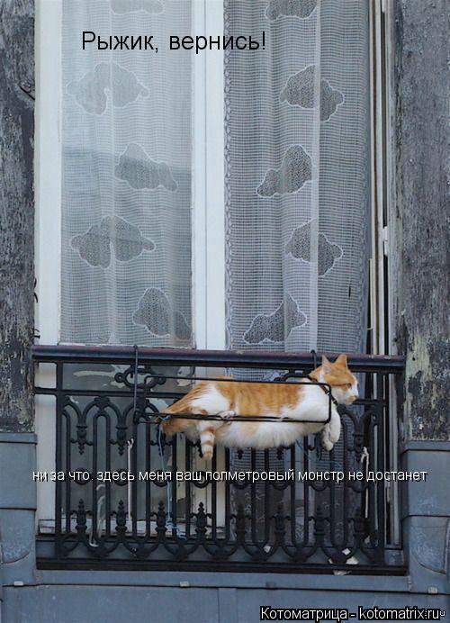 Котоматрица: Рыжик, вернись! ни за что. здесь меня ваш полметровый монстр не достанет
