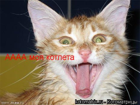 Котоматрица: АААА моя котлета
