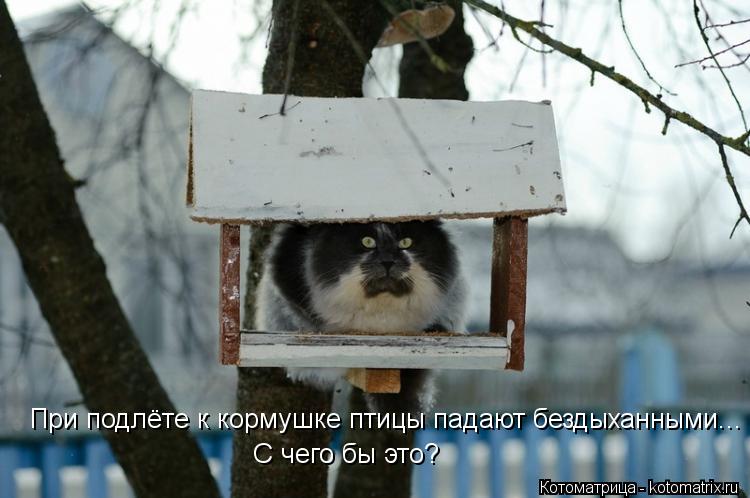 Котоматрица: При подлёте к кормушке птицы падают бездыханными... С чего бы это?