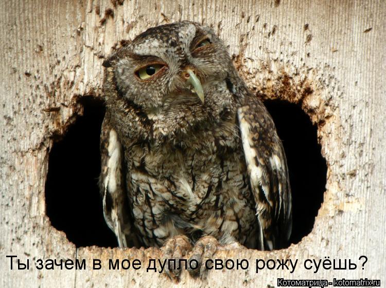 Котоматрица: Ты зачем в мое дупло свою рожу суёшь?