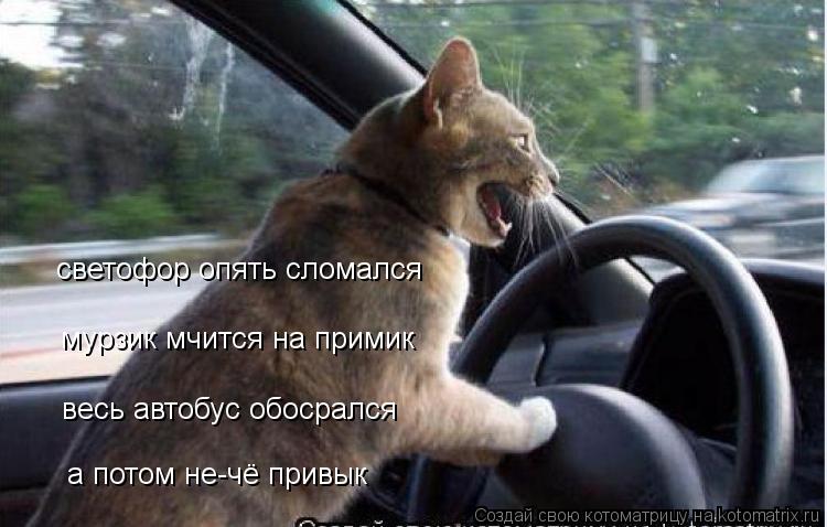 светофор опять сломался мурзик мчится на примик весь автобус обосрался а потом не-чё привык... Котоматрица: светофор опять сломался мурзик мчится на примик весь автобус обосрался а потом не-чё привык