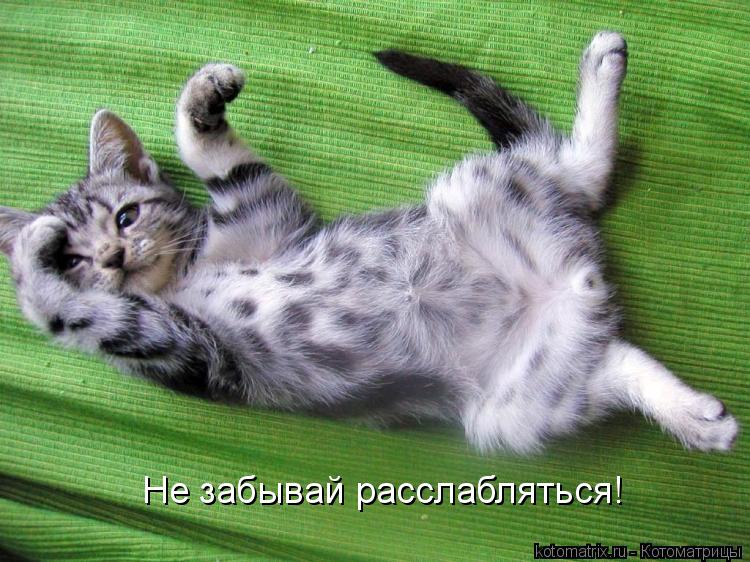 Котоматрица: Не забывай расслабляться!