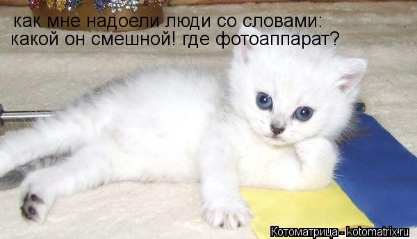 Котоматрица: как мне надоели люди со словами:  какой он смешной! где фотоаппарат?