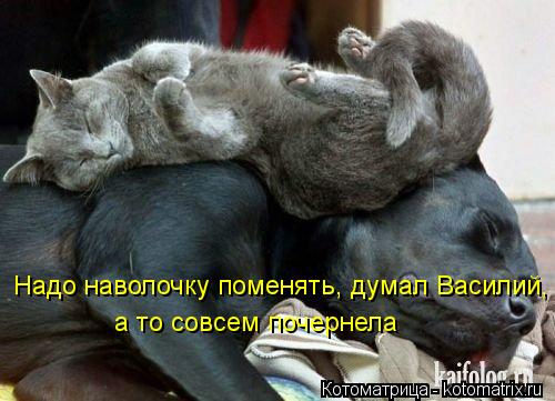 Надо наволочку поменять, думал Василий, а то совсем почернела... Котоматрица: Надо наволочку поменять, думал Василий, а то совсем почернела