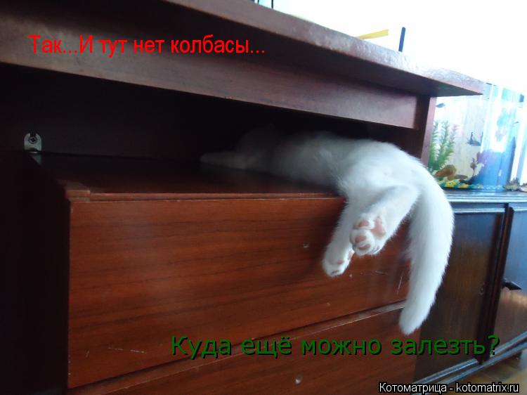 Котоматрица: Так...И тут нет колбасы... Куда ещё можно залезть?