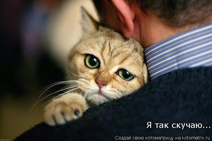 Котоматрица: Я так скучаю...