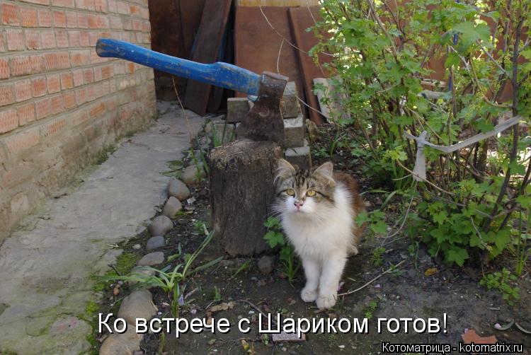 Ко встрече с Шариком готов!... Котоматрица: Ко встрече с Шариком готов!