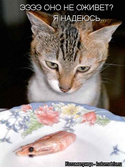 Котоматрица: ЭЭЭЭ ОНО НЕ ОЖИВЕТ? Я НАДЕЮСЬ...