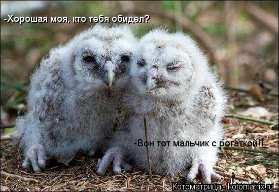 -Хорошая моя, кто тебя обидел? -Вон тот мальчик с рогаткой!!... Котоматрица: -Хорошая моя, кто тебя обидел? -Вон тот мальчик с рогаткой!!