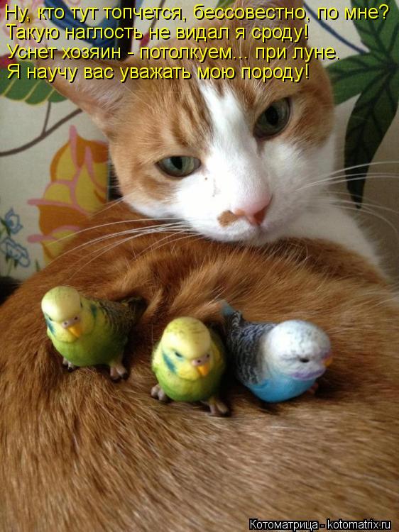 Котоматрица: Ну, кто тут топчется, бессовестно, по мне?   Такую наглость не видал я сроду!  Уснет хозяин - потолкуем... при луне.  Я научу вас уважать мою поро