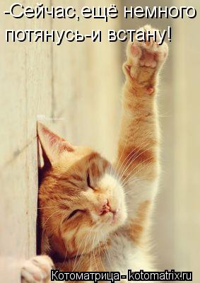 Котоматрица: -Сейчас,ещё немного потянусь-и встану!