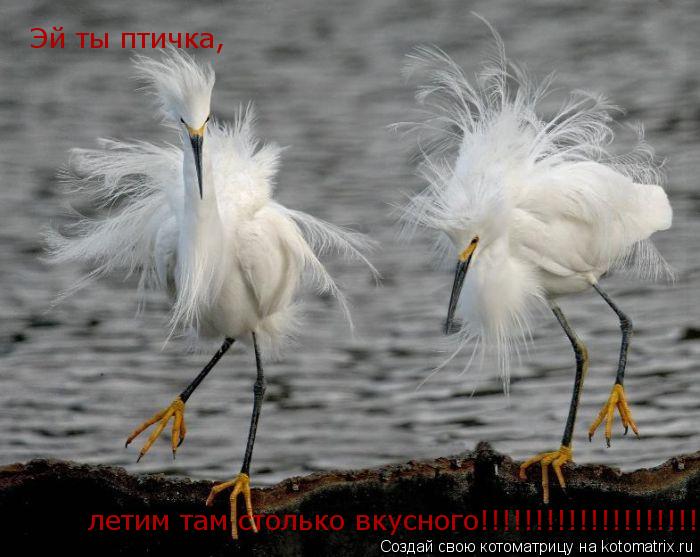 Котоматрица: Эй ты птичка, Эй ты птичка, летим там столько вкусного!!!!!!!!!!!!!!!!!!!!