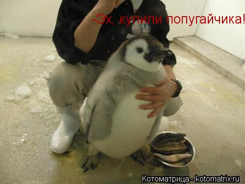 -Эх, купили попугайчика!... Котоматрица: -Эх, купили попугайчика!
