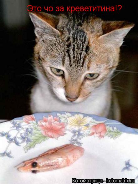 Это чо за креветитина!?... Котоматрица: Это чо за креветитина!?